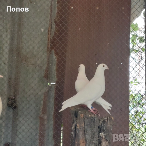 Продавам бели спортни, снимка 6 - Гълъби - 52035078