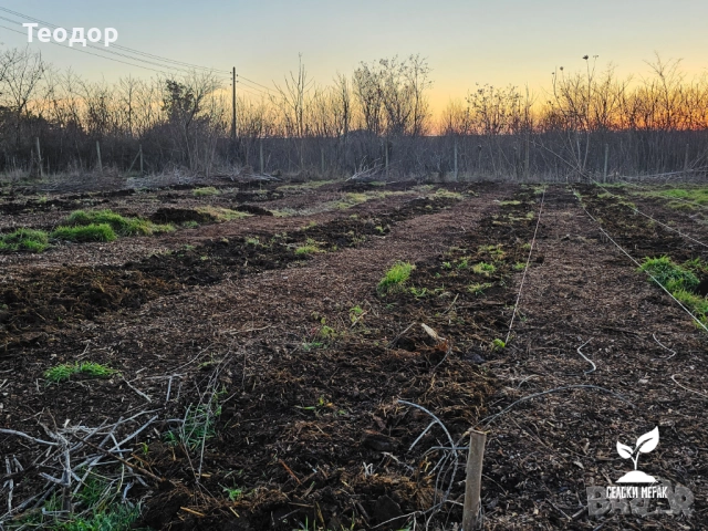 Компостиращ чипс от широколистна дървесина – за градини и овощни площи, снимка 9 - Строителни материали - 52259043