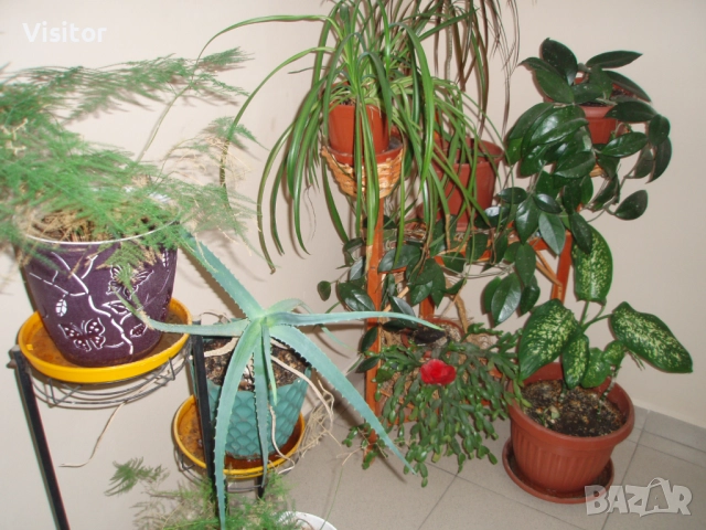 Olympus Stylus 740  7.1MPx, снимка 18 - Фотоапарати - 52616159