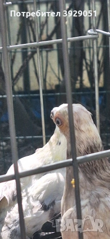 Продавам Будапещенски, снимка 8 - Гълъби - 53753986