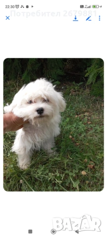 Малтийска болонка , снимка 2 - Болонка - 53785477