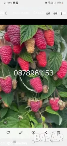 Разсад ягоди и малини , снимка 3 - Разсади - 49802437
