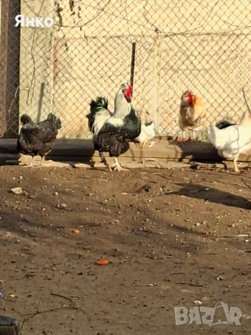 Кокошки,Петли,Ярки,Пилета, снимка 4 - други­ - 52746873