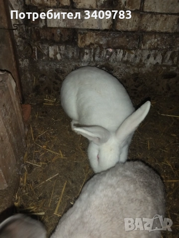 Работещ мъжки заек, снимка 4 - Други - 54015600