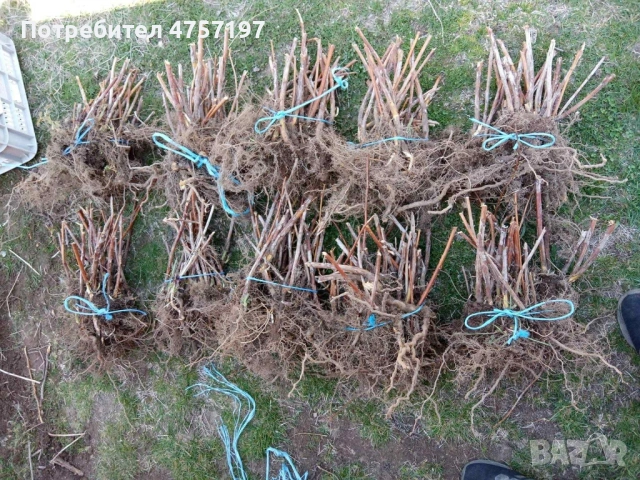 Расад ягоди и малини, снимка 5 - Разсади - 53767445