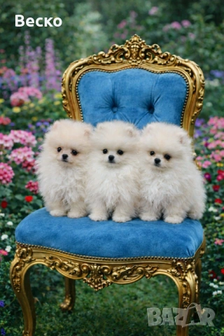Померан мини мъжки , снимка 2 - Померан - 53768383