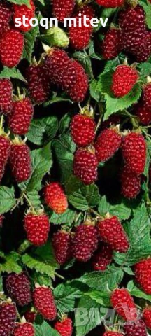разсад ягоди малиби и капини, снимка 9 - Сортови семена и луковици - 53750922