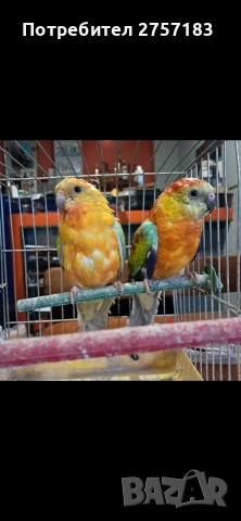 продавам поини папагали 2025 г