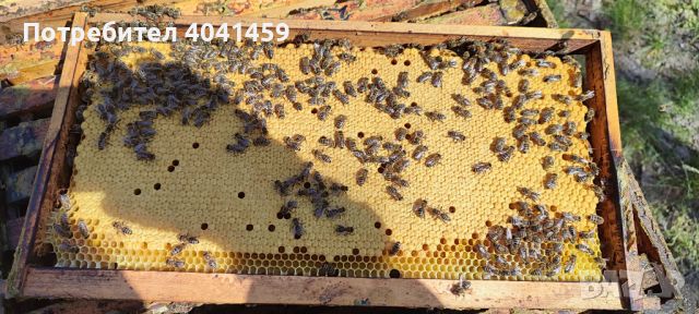 Малки пчелни семейства , снимка 3 - Други животни - 44923539