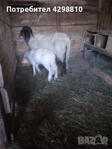 Овце, снимка 3 - Овце - 52926194