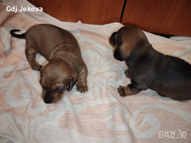 Дакел , снимка 10 - Дакели - 54300851