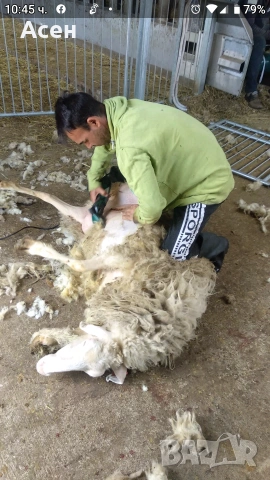 стригачи на овце