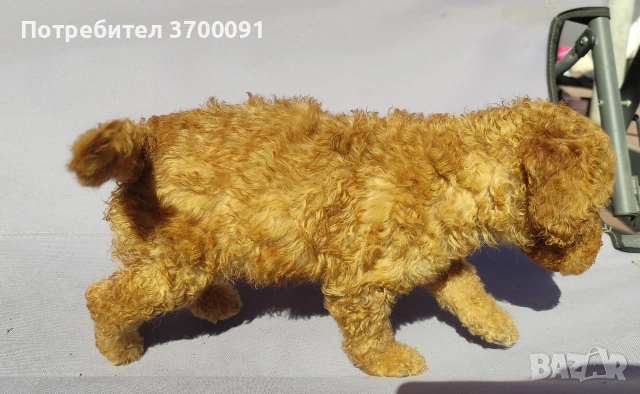 пудел / мини пудел , снимка 6 - Пудели - 54103506