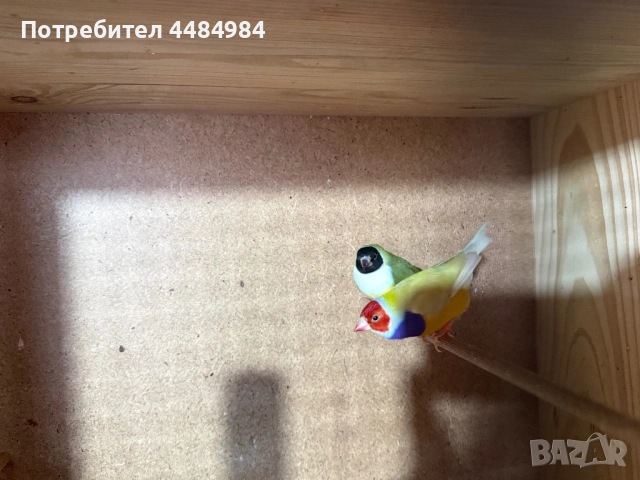 Продавам гулдови амадини , снимка 4 - Амадини - 53062839