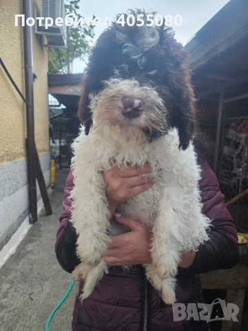 Лагото Романьоло , снимка 4 - Други - 52819134