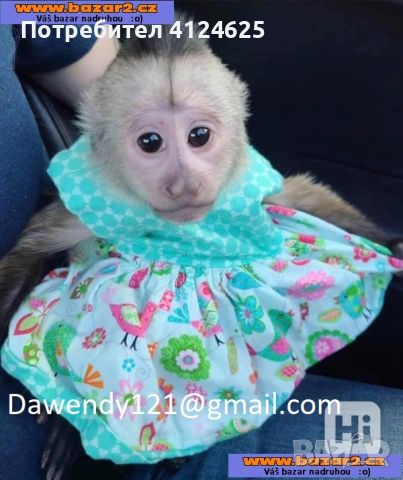 Обучени на пелена бебета маймуни капуцин за продажба-, снимка 1 - Други - 46127546