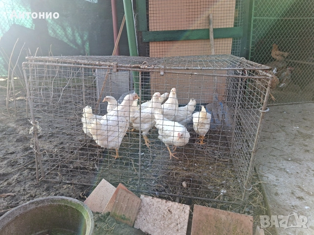 Малки и големи пилета 