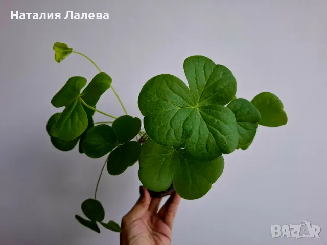 Оксалис, Oxalis Bowiei, снимка 1 - Стайни растения - 49371369