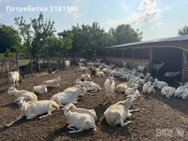 Продавам кози ББМ , снимка 2 - Кози - 52532226