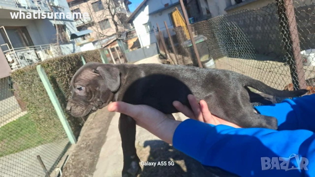 Женско куче Питбул