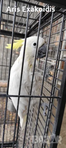 Sulfur crested cockatoo , снимка 9 - Папагали - 48281058