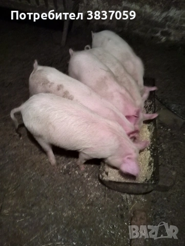 Продавам прасенца 