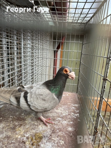 Бърнест гъбат пощенски гълъб 2024