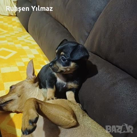 продавам 2 броя Пинчери 3 женски 1мъжко . На 40 дена са чакат новите си стопани , снимка 5 - Други - 53098096