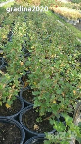 Цариградско грозде -Разсад , снимка 3 - Градински цветя и растения - 27437698