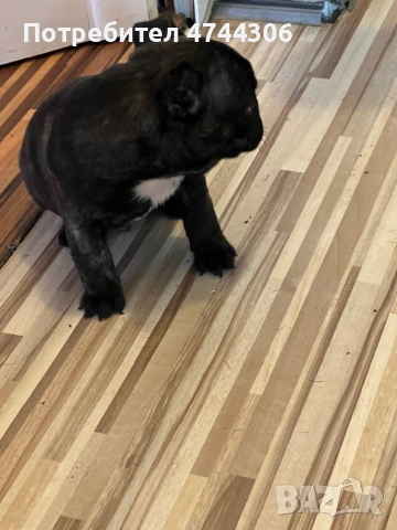 Френски булдочета (мъжки), снимка 7 - Френски булдог - 53571519