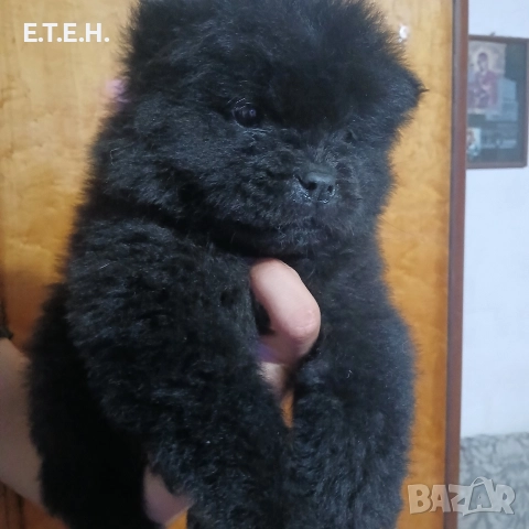ЧАО ЧАО кутретата?  600 лв, снимка 3 - Чау Чау - 52665860