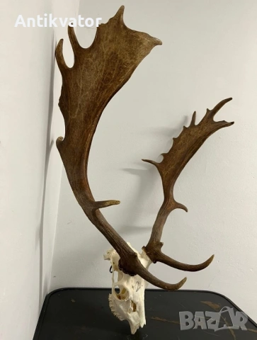 Трофей от лопатар