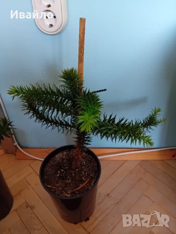 Araucaria araucana - Чилийски бор, снимка 2 - Градински цветя и растения - 44902149