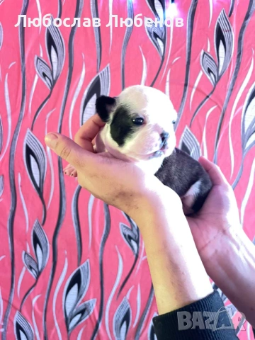 Френски булдог , снимка 11 - Френски булдог - 53639444