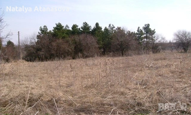 Парцел за продажба в Сърнец, област Добрич, снимка 4 - Парцели - 53656540