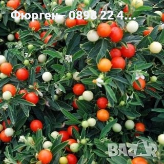 Соланум, снимка 2 - Разсади - 42896125