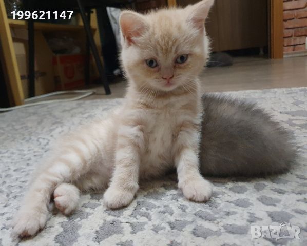 Британска късокосместа малки котенца, снимка 4 - Британска късокосместа - 45723716