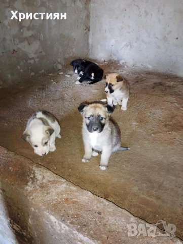 подарявам кученца 1 женско 3 момчета, снимка 3 - Други - 52949301