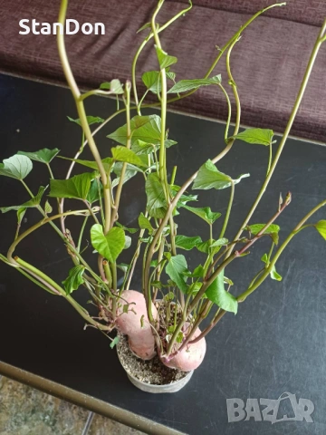 Сладки картофи - БАТАТИ 