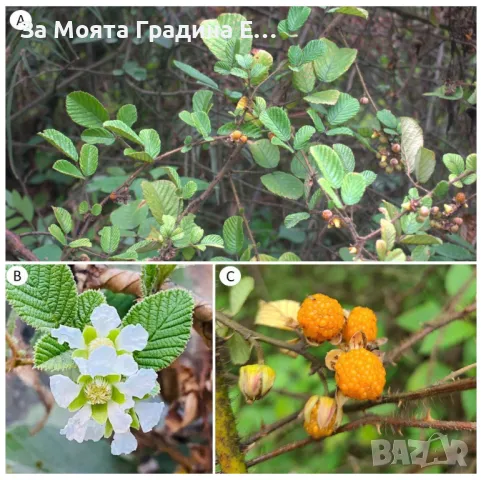 Жълта къпина - Полар , снимка 3 - Сортови семена и луковици - 49491952