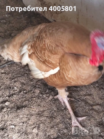 ПРОДАВАМ ПУЯК, снимка 1