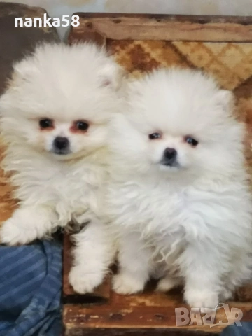 Продавам померанчета