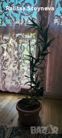 Цвете алое, снимка 2 - Стайни растения - 51757383