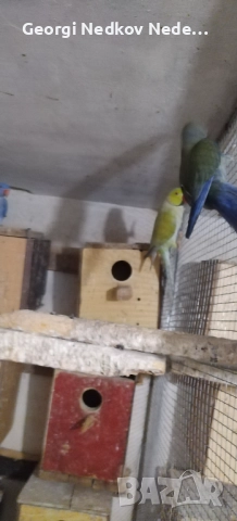 Продавам малки александри 