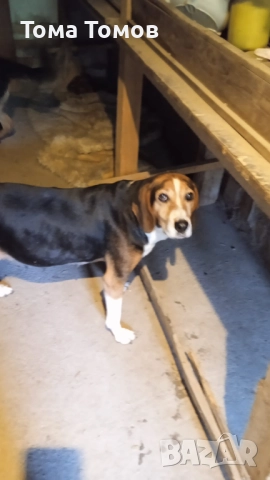Подарявам гончета 2 броя на 2 месеца и половина., снимка 5 - Гонче - 52514067