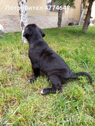 Кане корсо, снимка 7 - Кане корсо - 53966614