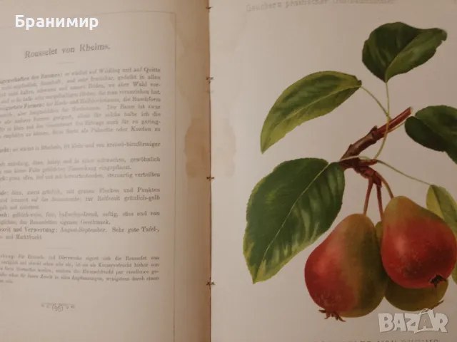 Немска енциклопедия по ботаника от 1894г., снимка 4 - Енциклопедии, справочници - 47324626