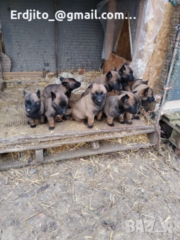 Белгийска овчарка Малиноа, снимка 6 - Белгийска овчарка - 52793479