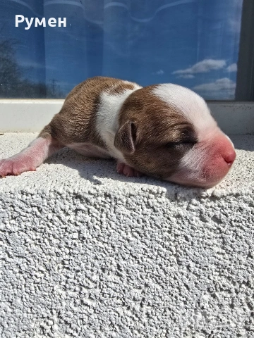 Американски стафордшир териер , снимка 9 - Американски стафордширски териер - 54059702