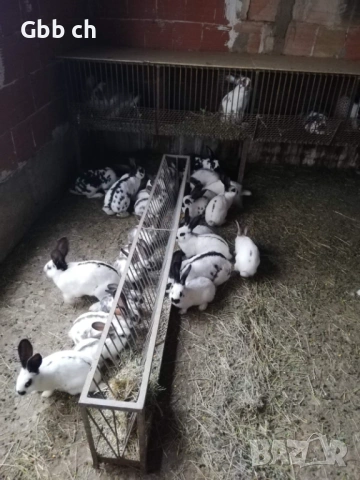 Зайци различна възраст , снимка 6 - За селскостопански - 54301013